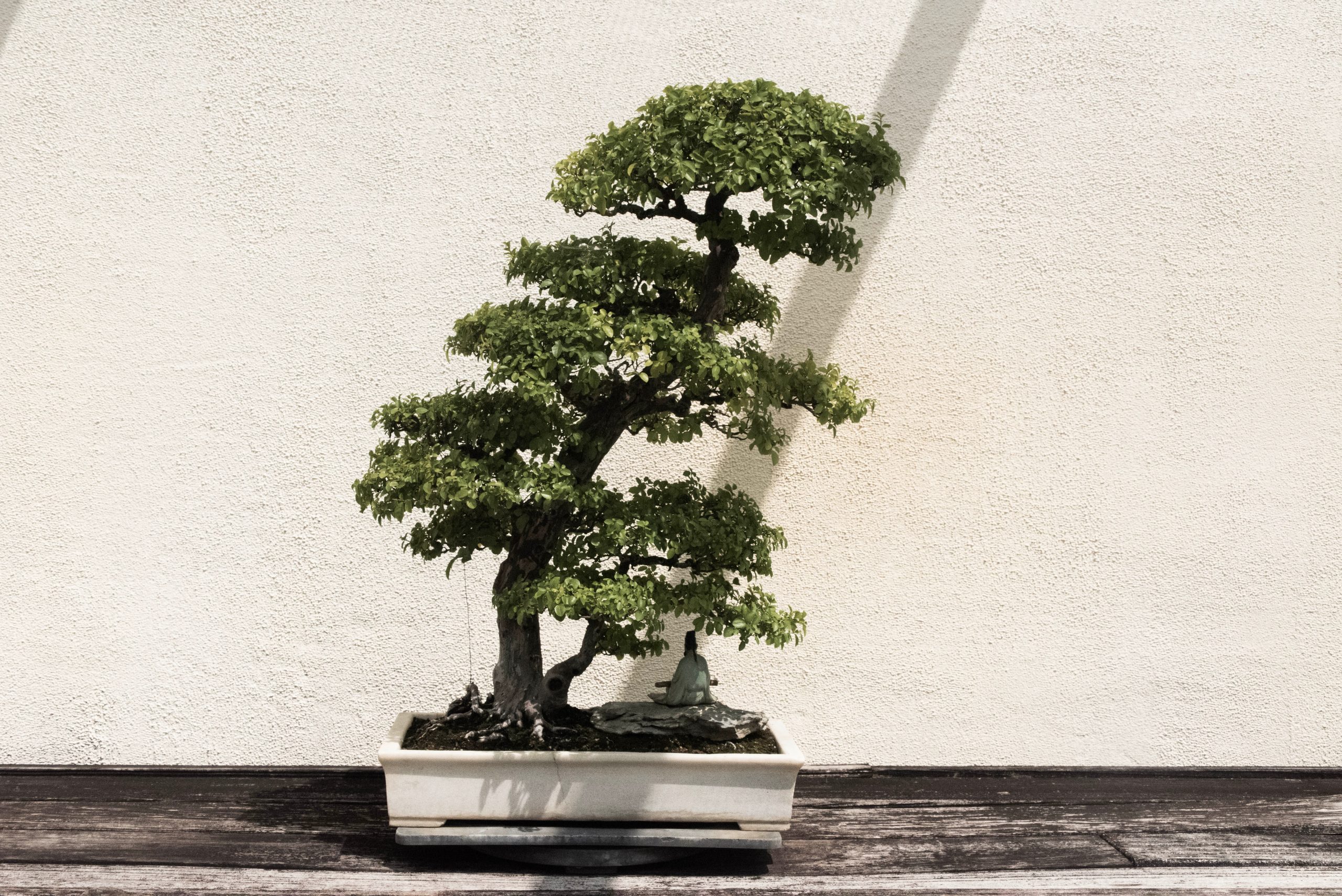 Grow Your Own Bonsai Tree With Help Of This Guide